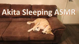 Akita Sleeps for 30 Minutes Relaxing ASMR (秋田犬)