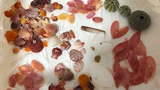 ビーチコーミング part2  貝殻拾い　海　シーグラス　beachcomber shell beachcombing beach glass