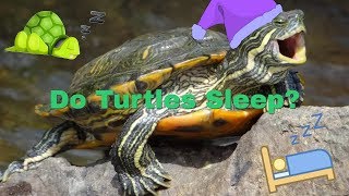Is My Turtle Sleeping or Dead??
