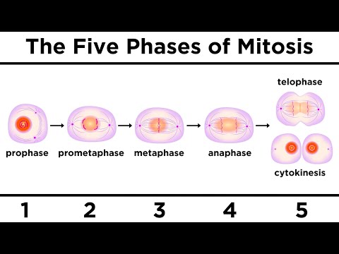 What are the phases of mitosis and what do they do?