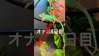 【オナ禁】ムラムラはほぼ皆無【6日目】