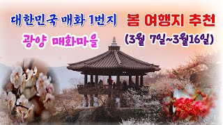 💘🥰🎵대한민국 매화1번지/광양매화마을 축제 25년 3월7일~3월16일/봄의 시작을 알리는 꽃 광양 매화/plum blossom festival in gwangyang korea🤩🏰