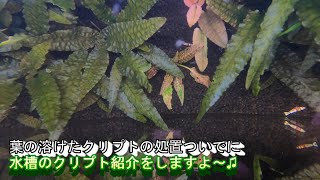 うちのメイン水槽に植えている「クリプトコリネの紹介ですっ！」（レアもあるよ～♫）