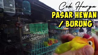 CEK HARGA BURUNG TERBARU PASAR HEWAN, sekalian beli burung lovebird