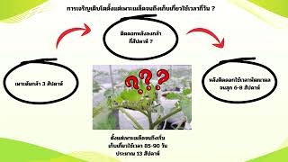 (10)ระยะเวลาการเจริญเติบโตของต้นมะขือเทศ