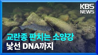 생태교란종 판치는 소양강…낯선 어종 DNA까지 / KBS  2023.12.11.