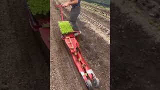 ឧបករណ៍ដាំសាឡាត់, lettuce plant