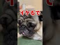 お腹の上から退かないパグwww マヌケ舌 ぱぐち dog pug ペット パグ 犬のいる暮らし