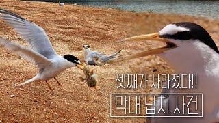 (eng cc) The safe return of the baby tern