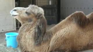 フタコブラクダ　野毛山動物園