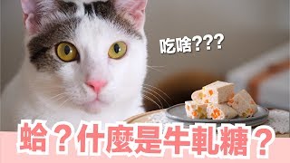 貓的牛軋糖？【貓副食食譜】好味貓鮮食廚房EP147