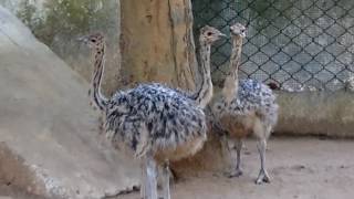 Ostrich Chicks at Bhagwan Birsa Biological Park, Ranchi