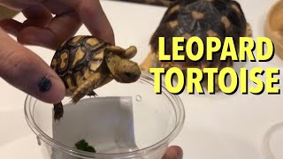 Unboxing an EXOTIC SOUTH AFRICAN LEOPARD TORTOISE