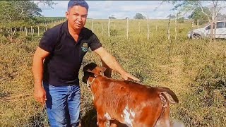 BEZERRAS GIROLANDAS RECÉM NASCIDAS • MANEJO DA FAZENDA LAGOA NOVA DE BRUNO ALVES