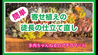 寄せ植えの徒長の仕立て直し