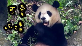 圓寶坐在棲架上吃竹葉，手腳併用好靈活|熊貓貓熊The Giant Panda Yuan Yuan and Yuan Bao|台北市立動物園