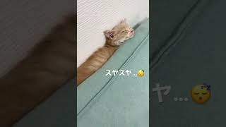 突然電池切れして寝落ちしちゃった子猫がかわいい #shorts #cat