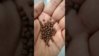 royal flowerhorn fish food || link in description || best flowerhorn food