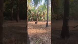 10 guntha beach touch plot in tarkarli 7387526701 #sea tocch#complex #land