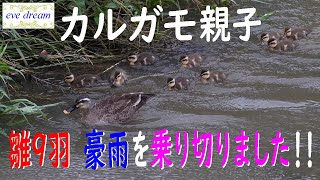 カルガモ③豪雨を乗り切った！！