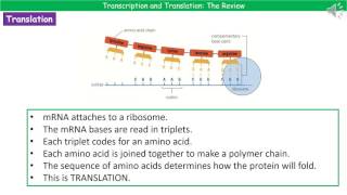 OCR Gateway A B1.2.2 Transcription and Translation Summary