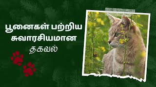 பூனைகள் பற்றிய சுவாரசியமான தகவல் | cat History | முயற்சி செய் bro |#worldcatday