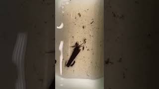 Caddisfly larvae by Ailish Mulholland