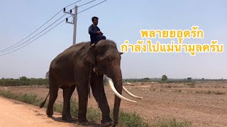 พลายยอดรักกำลังไปแม่น้ำมูลครับกับน้องนำโชคครับ🐘🐘🐘