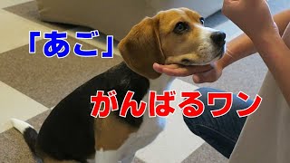 あご (のど？) 【おてんばビーグルふくちゃん】 その191