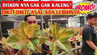 DISKON NYA GAK KALENG²‼️ Aglonema murah, dikit² asal ada lebihnya ~ 419