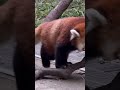 20241114りんごないねぇ😂 レッサーパンダ 羽村市動物公園 ヒノトントンzoo ソラ redpanda