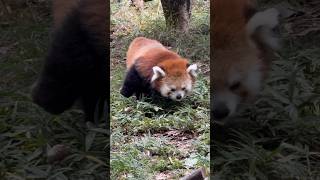 20241114りんごないねぇ😂 #レッサーパンダ #羽村市動物公園 #ヒノトントンzoo #ソラ #redpanda