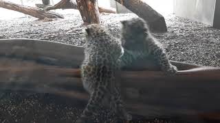 Geparden Babys der niedliche Nachwuchs in Schönbrunn