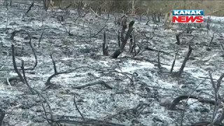 Wildlife In Danger In Rayagada Due To Jungle Fire, No Action From Forest Dept