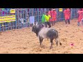 tirupur jallikattu 2020 live alagumalai today