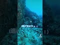 喋るウツボちゃんに出会った😂😂 diving underwater sea ウツボ オススメ