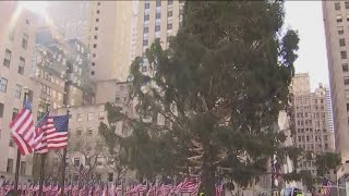 77-foot tree installed at New York City's Rockefeller Center