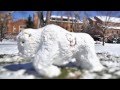 Happy Holidays From CU-Boulder