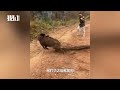 险中作业！野猪破坏庄稼 重庆护农队用无人机侦查并放狗协捕 chongqing s farm guards use drones and dogs to hunt wild boars