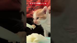 茶白イモ子猫、離乳食めっちゃ食べる   #cat #kitten #猫 #子猫 #ねこ #こねこ #animal  #cute  #猫のいる暮らし #shorts #保護猫