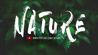 NATURE | Copyright Free| beautiful Nature Scenery with Relaxing Music | 4K VIDEO ULTRA HD