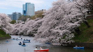 Tokyo'da Bahar - Rahatlatıcı uyku, çalışma ve rahatlama için doğal şifa sesleri