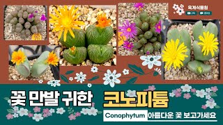 ✨판매완료.코노피튬 꽃 지기 전에 다 보여드릴거에요 🤩 구경하고 가세요✨