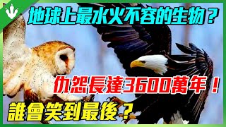 地球上最水火不容的生物是什麼？仇怨竟長達3600萬年，一見面就會生死相搏！誰會笑到最後？