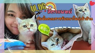 Vlog สัตวแพทย์ | รับแมวใหม่เข้าบ้านต้องเตรียมตัวยังไง |MFriends forever