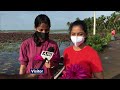 kottayam’s malarikkal paddy fields turn in sea of pink with water lilies in full bloom