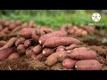 മധുരക്കിഴങ്ങ് കൃഷി വളപ്രയോഗവും പരിചരണവും sweet potato cultivation in malayalam