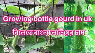 Growing bottle gourd in uk || Bangla lau || বিলেতে বাংলা লাউয়ের চাষ || বাংলা কদু