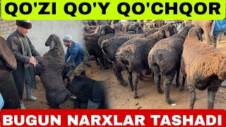 QO'Y QO'ZI QO'CHQOR NARXLARI SURXONDARYO MUZRABOT ZANG MOLBOZORI NARXLAR TUSHIB BOSHLADI 01.02.2025