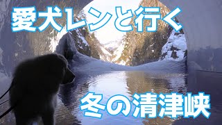 【グレートピレニーズ】絶景✨レンと一緒に冬の「清津峡」へ！【超大型犬】